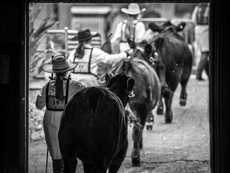 Paraders SA_Junior_Heifer_Expo_2019
